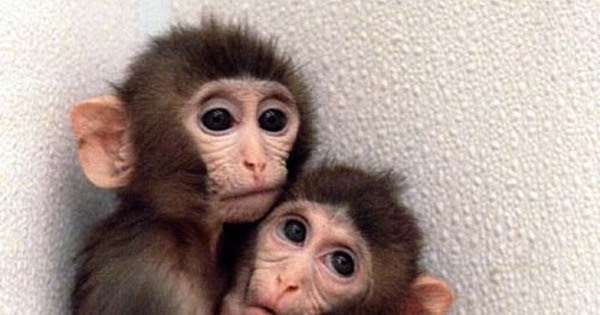 FOTO: 14 Hewan Hasil Kloning - Bayi Kembar Monyet