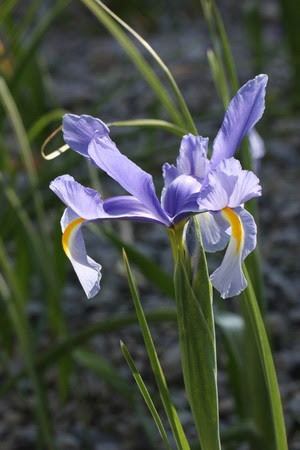 園芸ナビ 花と野菜の育て方