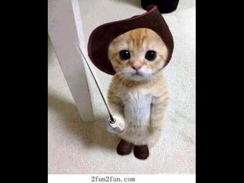 衝撃 おもしろ動物画像まとめ おもしろ動画まとめ