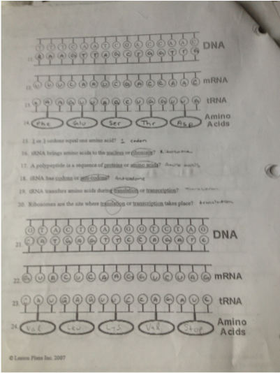 Protein synthesis worksheet answer key