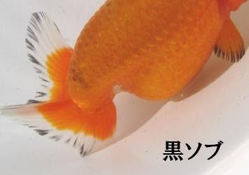 ランチュウ 金魚の病気 黒斑病 黒ソブ