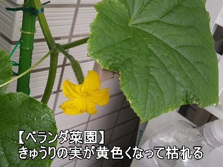 ベランダ菜園初心者 きゅうりの実が黄色くなって枯れる原因と対策