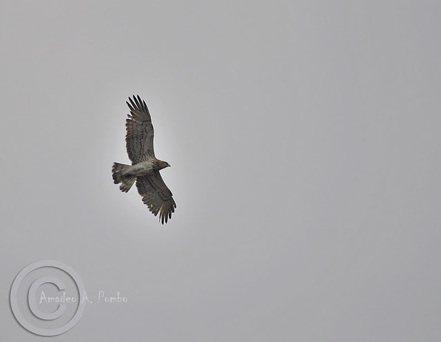 Circaetus gallicus (Culebrera Europea)