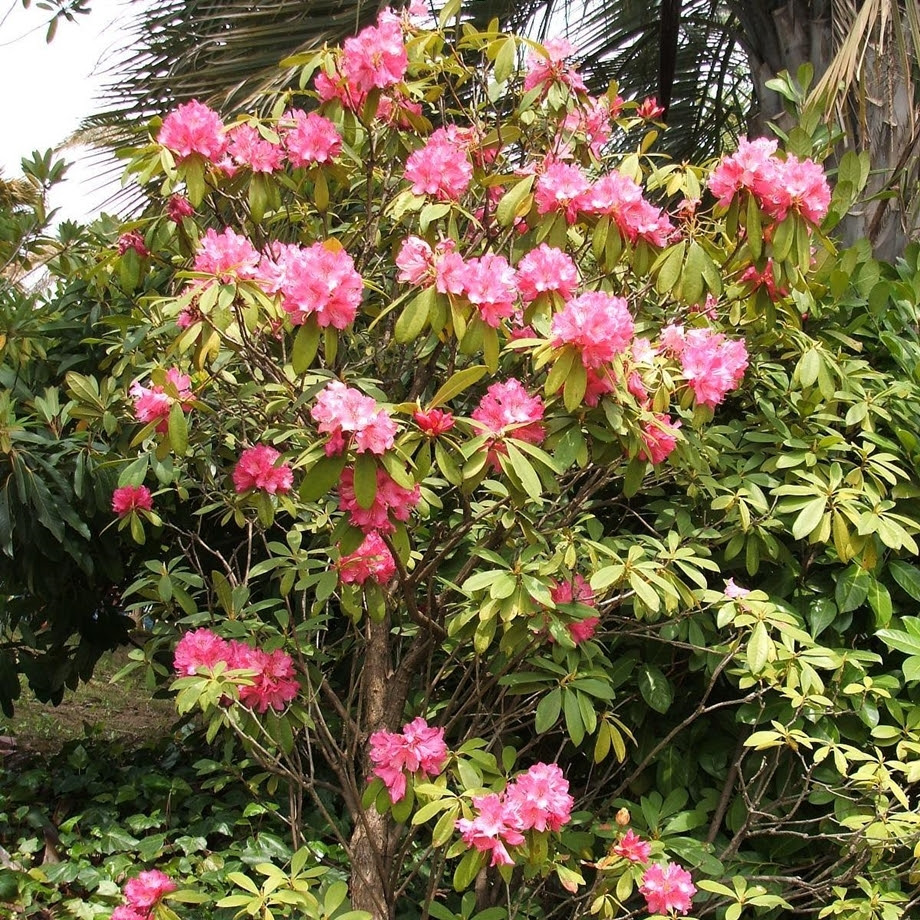 森の樹木図鑑 セイヨウシャクナゲ類 きこりんの森