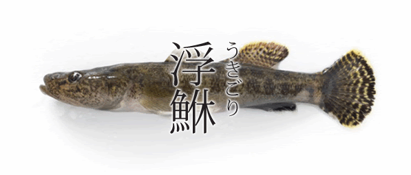 淡水魚 汽水魚118 ウキゴリ さかなや魚介類図鑑ブログ