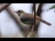 Beautifull Suara Kicauan Burung Opior Flores untuk Pancingan Bunyi, terbaru!