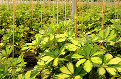 Schefflera variegata