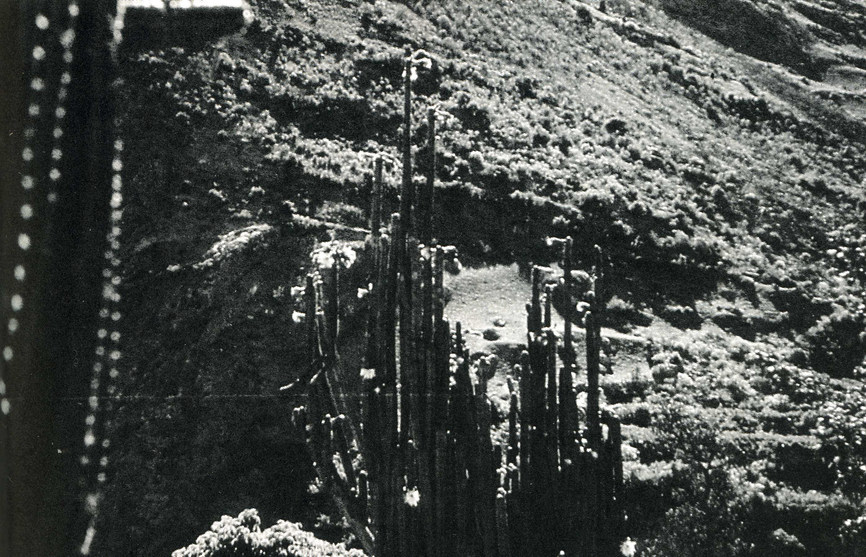 pallarensis395