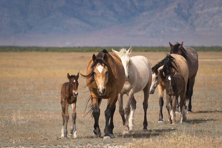 W5A4782Joyful Abandon G