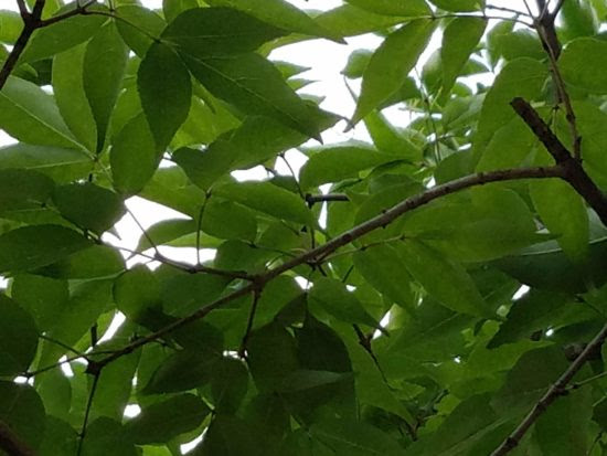 シマトネリコを育てるとき 害虫とその対策