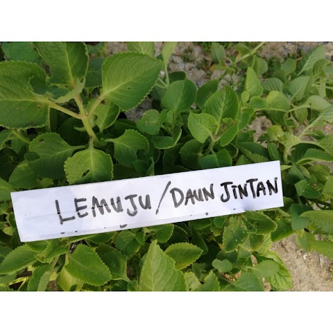daun lemuju untuk batuk