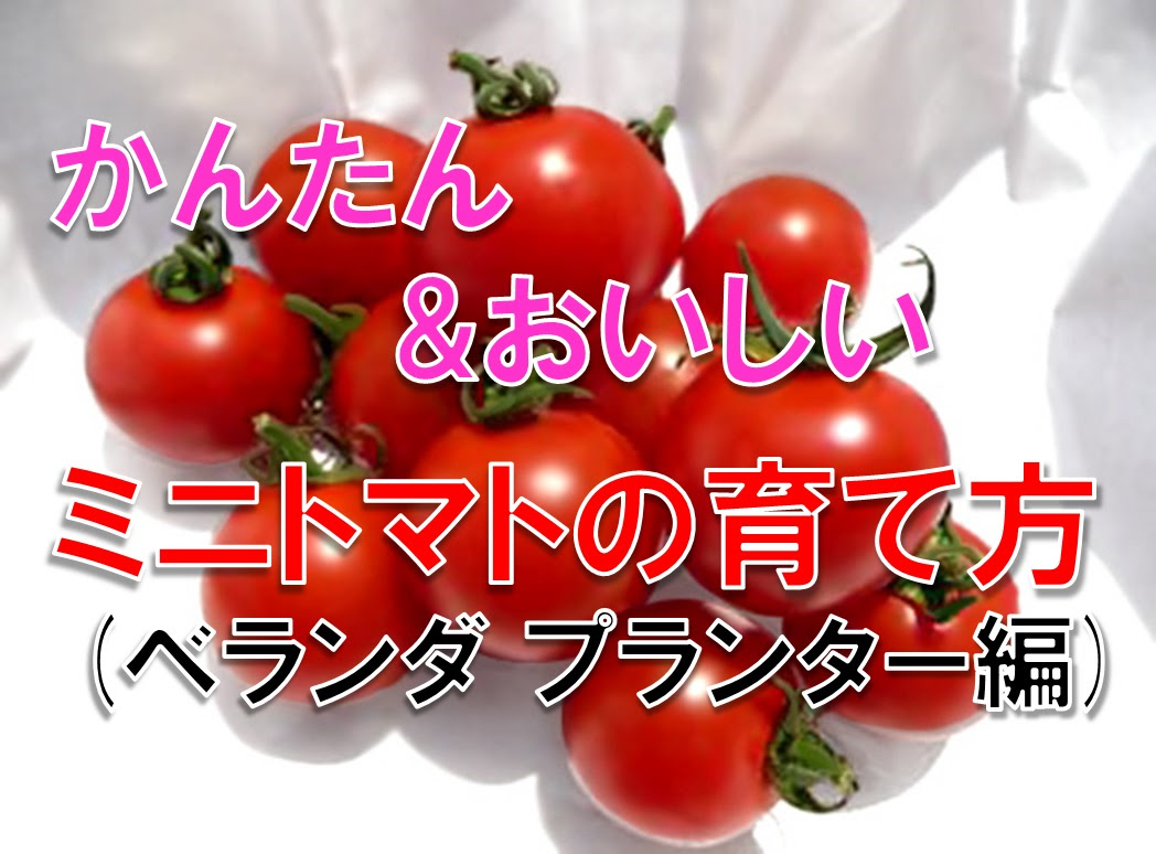 かんたん おいしい ミニトマトの育て方 ベランダ プランター編 知っトク ナビたん