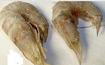 Dead and Deformed Sea Creatures Point to BP Oil Spill