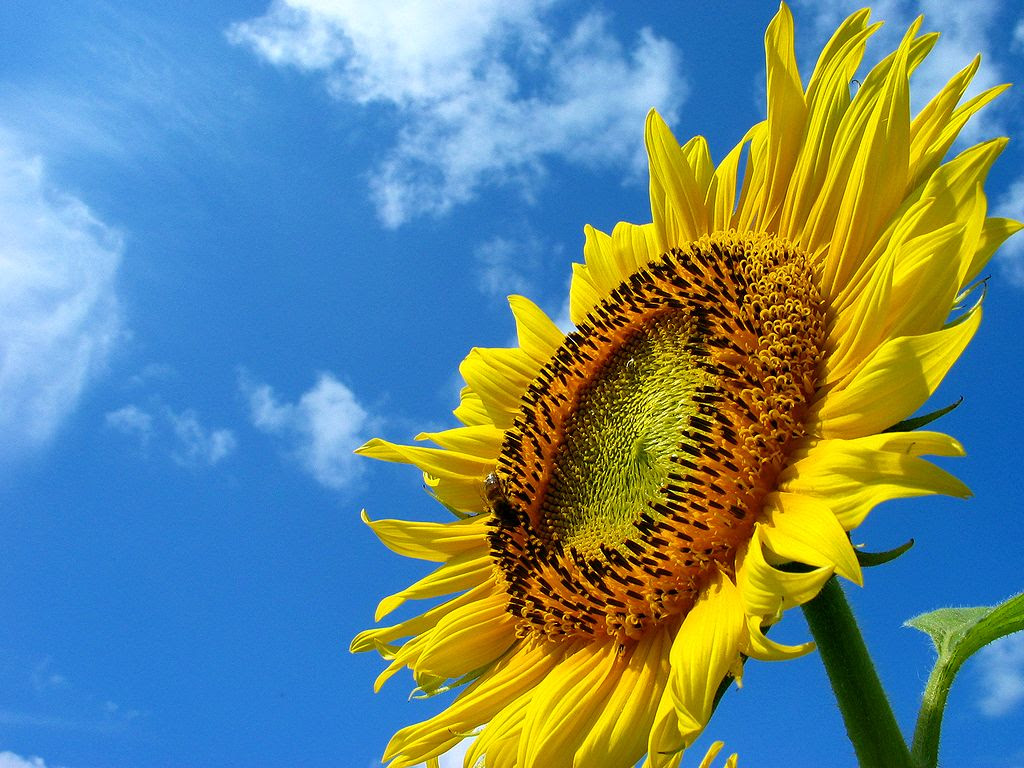 ひまわりの花と夏の空 壁紙写真 花の無料壁紙写真 花の無料写真素材 四季の花の写真集