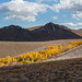 Last call for Eastern Sierra FalLcolors!
