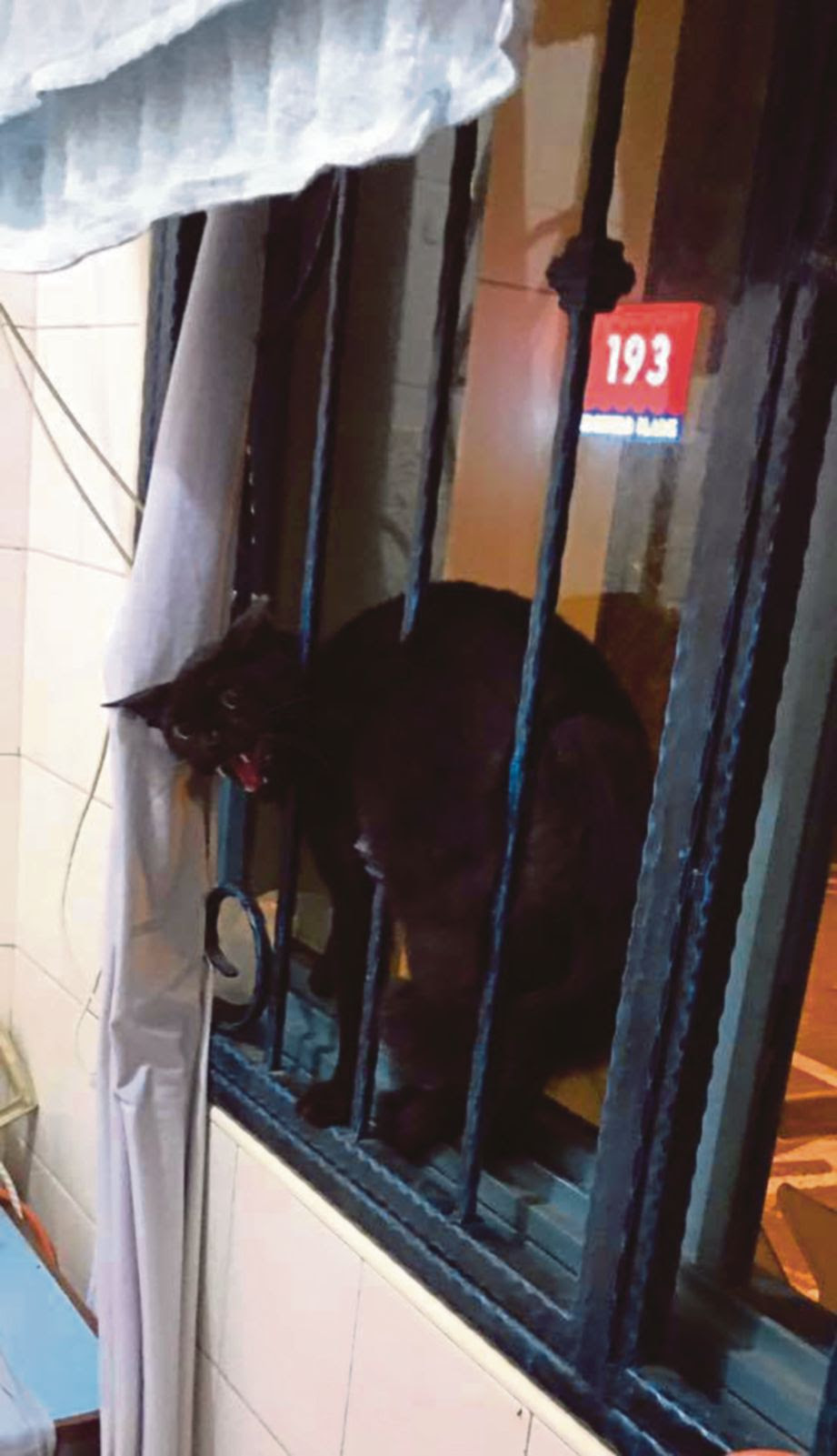Lelaki Singapura hubungi polis minta bantuan untuk halau kucing hitam garang yang masuk ke rumahnya