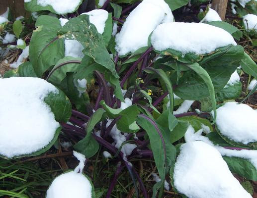 武汉洪山菜苔栽培方法