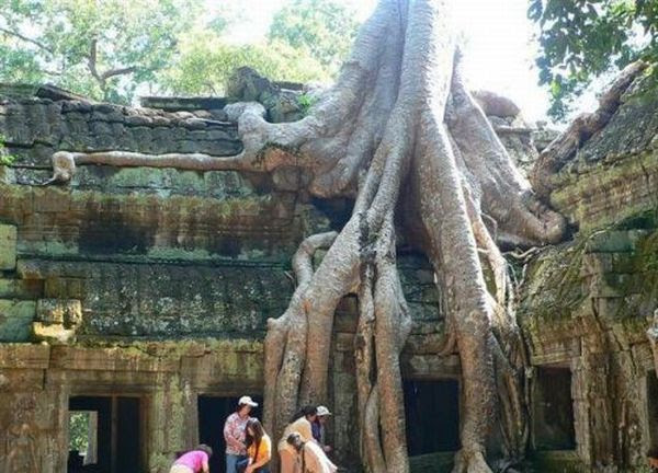 Weirdest Strength Of Trees