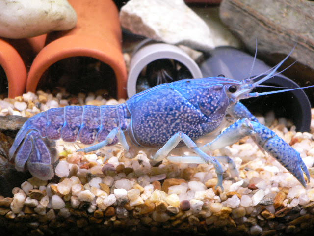 青ザリガニたちの部屋 もう1匹もいない 親ザリ