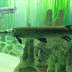 Alligator Gar Record Length / Its skull measured 24.5 inches in length and 11.5 inches in width.