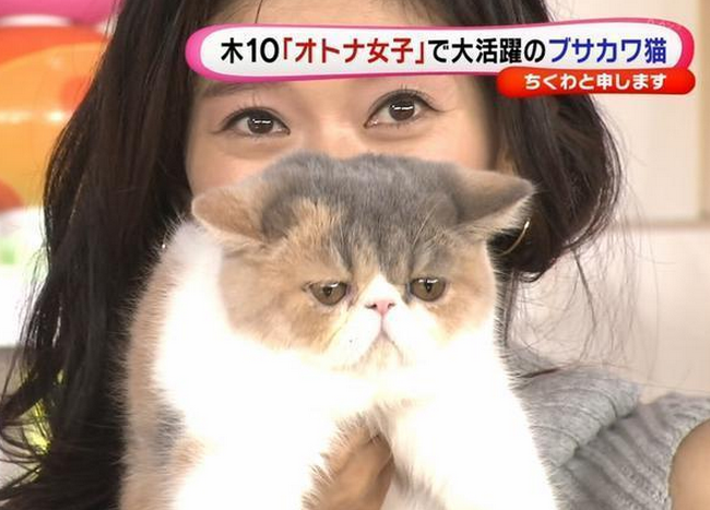 オトナ女子猫ちくわの種類は ブサイク猫って 保護猫モモ ナナのブログ