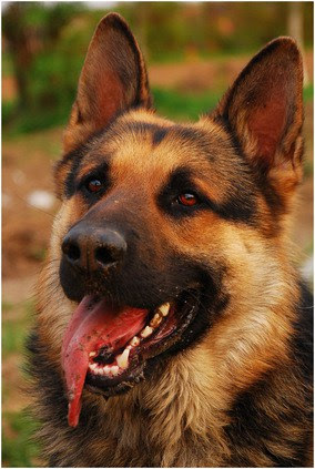 Image Result For Rottweiler Teeth