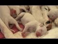 Achevée! bébé chien dalmatien 266907-Bébé chiot dalmatien