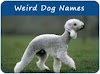 Weird Dog Names Pin on dog names