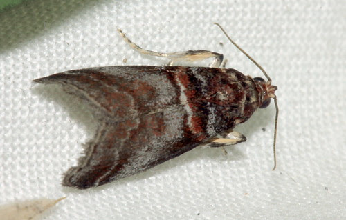 Moth 1585