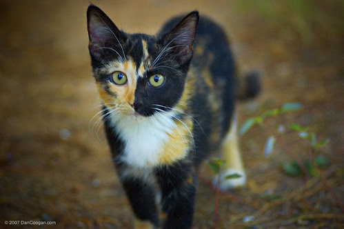 Willowmoon: Warrior