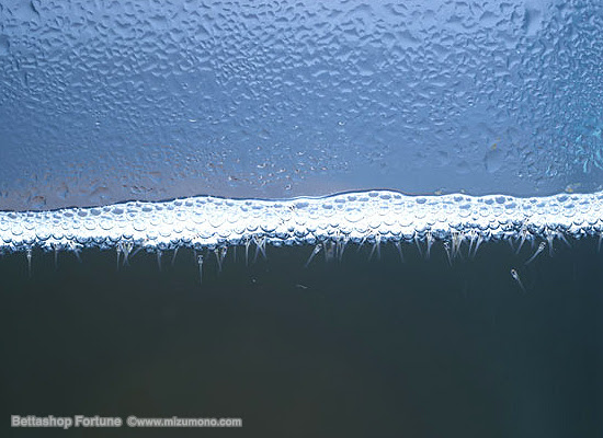 ベタ ショーベタ の繁殖テクニック ベタから始めるインテリア水槽 熱帯魚のことなら みずものコム