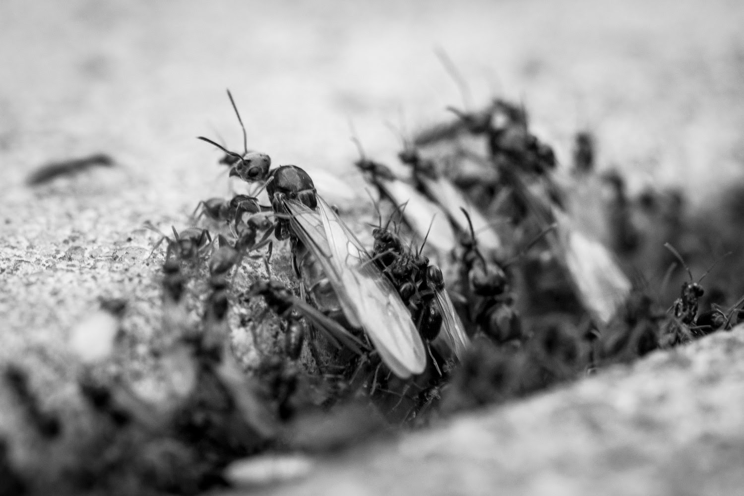 Fourmis Volantes Keven Ouellet Photographie