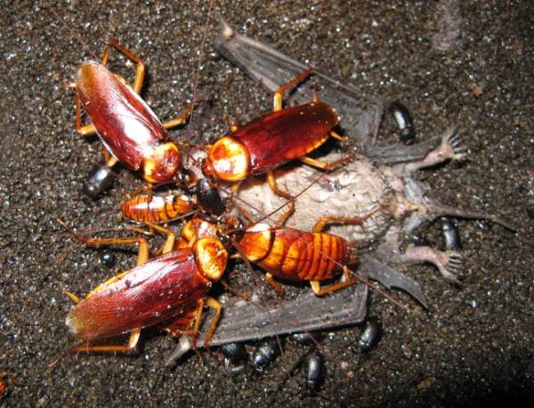 コウモリの住む洞窟の驚くべき実態 ゴキブリなどが群がるその場所は 想像するだけで鳥肌が