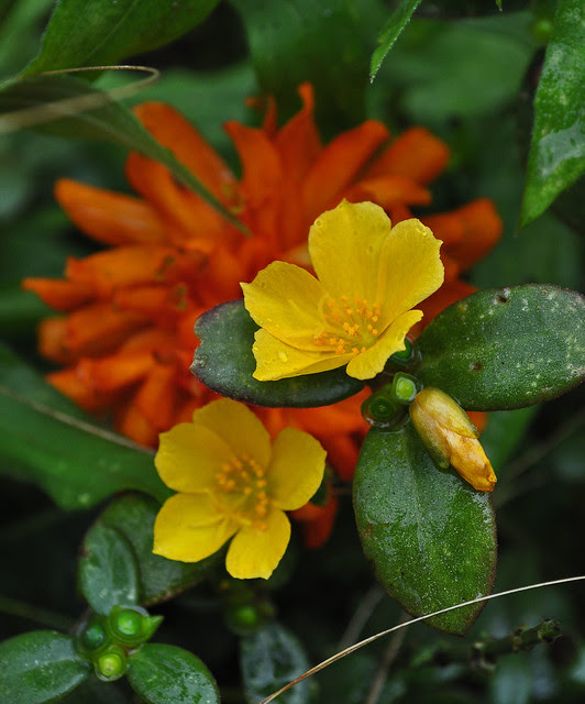 Portulaca x 'Yubi Yellow'