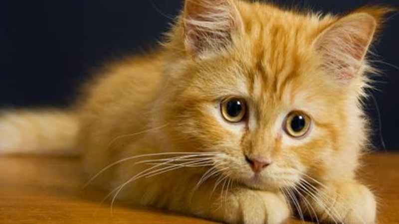Sukses dan Berhasil dari Hobi Memelihara Kucing - Artikel 