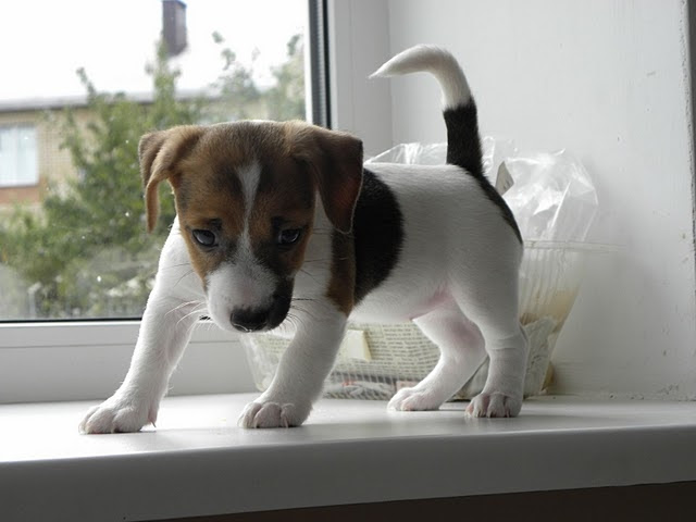 Vanzari Caini Jack Russel Terrier