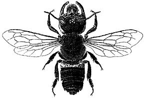 http://www.aussiebee.com.au/Images/Megachile_pluto_ABOL_004.jpg