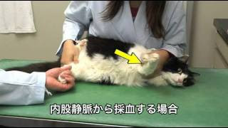 動画でみる猫の血液検査入門 1 保定と採血 Youtube