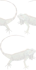 グリーン イグアナのイラスト 条件付フリー素材集