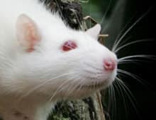 Rats taught to reach out for a sugar pellet were more likely to miss the pellet if some neurons in the part of the brain that controls movement, had been asleep shortly before they reached out.