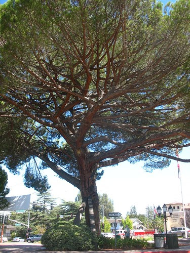 Pinus pinea