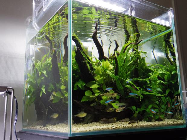 コリたちをリセットした陰性水草の水槽へ ひたすら水槽を眺めていたい