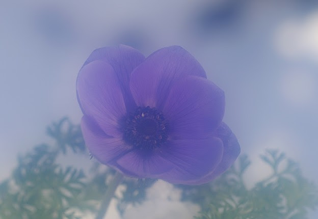 紫のアネモネ 写真共有サイト フォト蔵