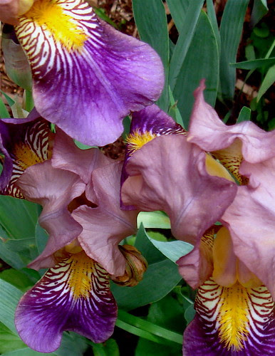 Irises