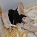 Pup Pictures