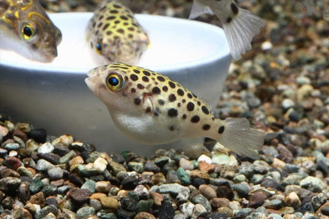 熱帯魚界のアイドル ミドリフグの特徴と飼い方 熱帯魚 アクアリウム情報マガジン