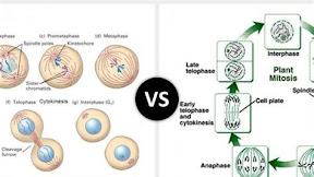 Discover the Key Differences Between Plant and Animal Cell Mitosis: A Comprehensive Guide