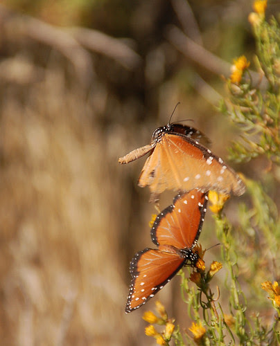 downward wingstroke