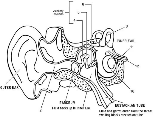 Ear Diagram Label Quiz, Ear, Free Engine Image For User 