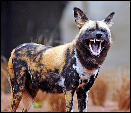 Animal Photography